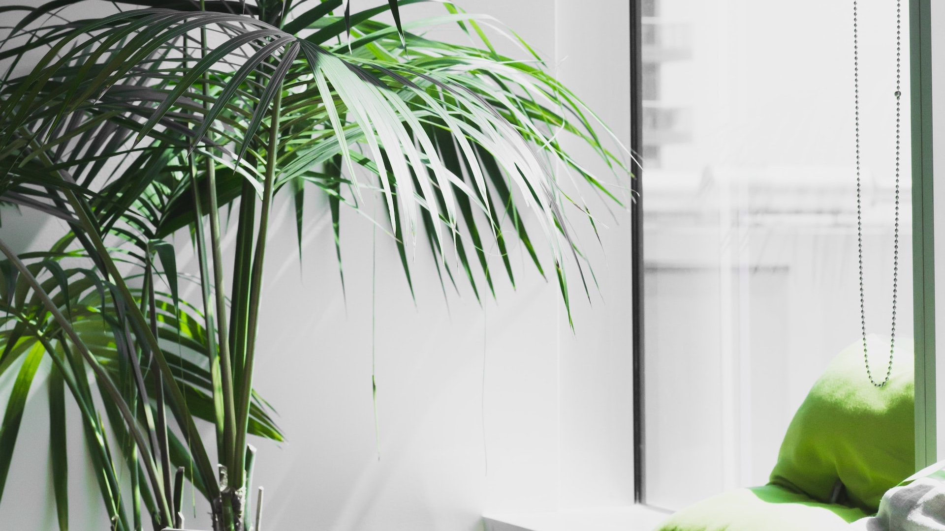 Zoomやskypeでの仕事や打ち合わせに使える無料のバーチャル背景素材 オフィスの窓と観葉植物 バーチャル背景の素材集 V背景