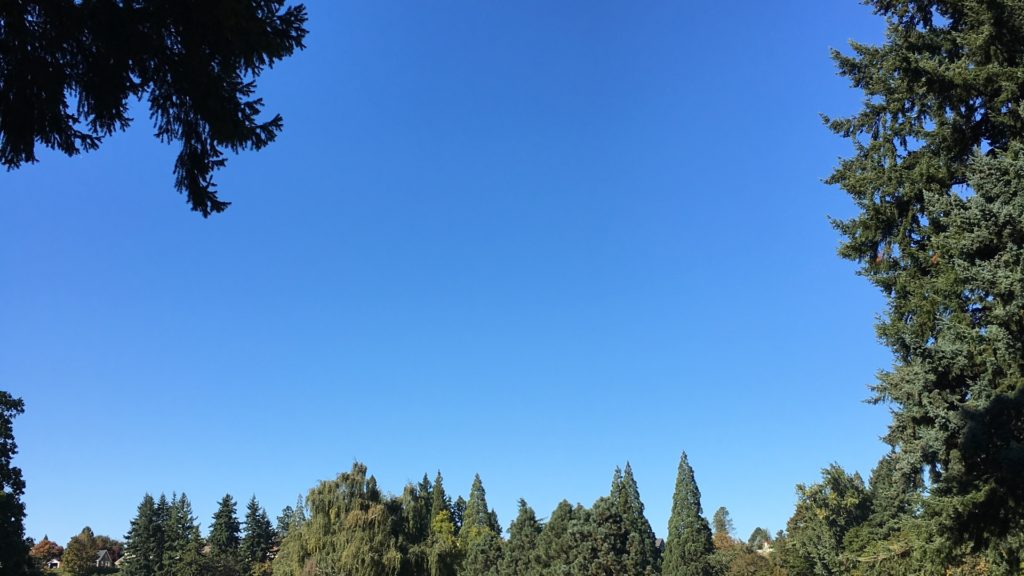 木の間からのぞく青い空