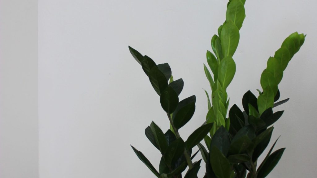 大きな観葉植物と白い壁
