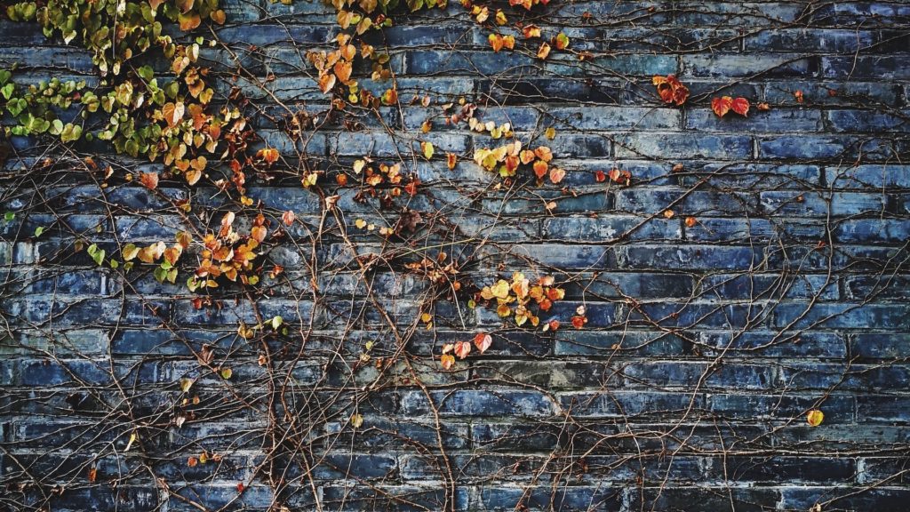 グレーのレンガの壁と紅葉した蔦の葉