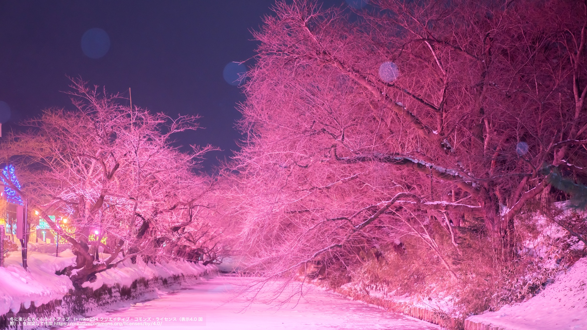 冬に楽しむさくらライトアップ（青森県）