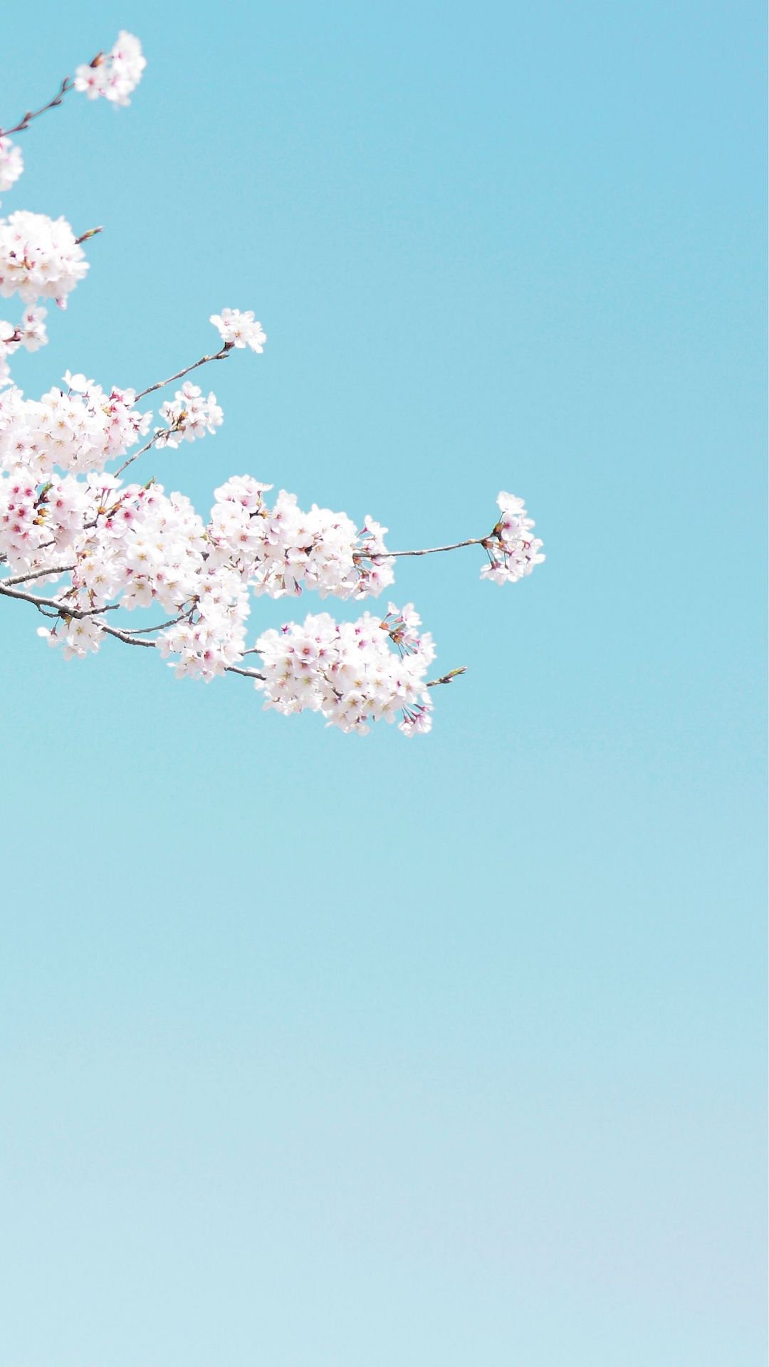 桜と青空（縦型）