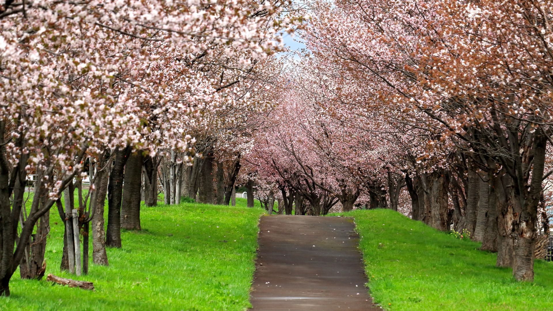 桜並木のバーチャル背景
